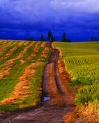 Palouse_farm_road