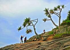 Straddie
