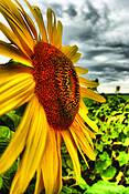 The_sunflower