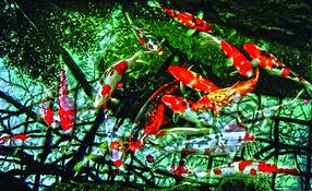 Koi_pond