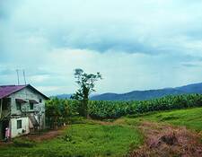 Home_on_banana_plantatin