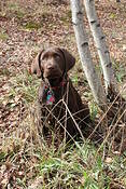 Lily_in_pennsylvania_autumn