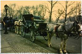 Equine