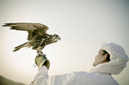 Falconer_2