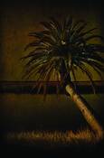 Vanishing_florida_2