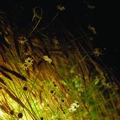 Wild_night_field