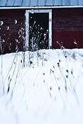 Winter_cold_iv