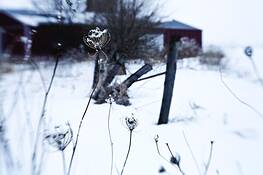 Winter_cold_vi