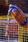 Buoy_and_traps