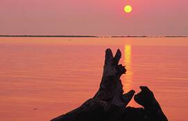 Dogs_at_sunrise