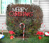 Merry_christmas_bush