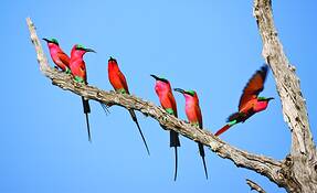 Carminebee-eaters-firstarrival