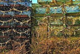 Lobster_traps