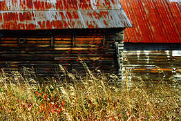 American_harvest