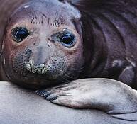Elephant_seal_pups_i