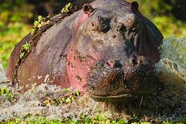 Hippo_charge_part_ii