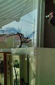 Bird_tree