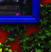 Geranium_behind_glass