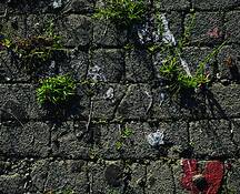 Grass_tufts___cobblestone