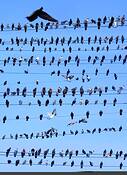 Pigeon_convention