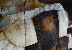 Old_tortise_shell