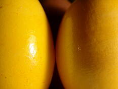 Dueling_yellows