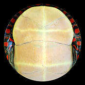 Turtle__1