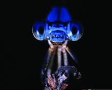 Damselfly