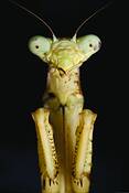 Phil_the_praying_mantis