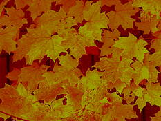 Autumn_leaves