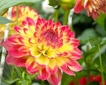 Dahlia