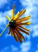 Golden_beauty