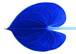 Anturio_neon