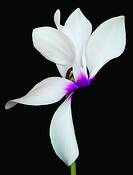 Ciclamen