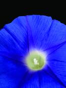 Morning_glory