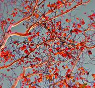 Bird_in_a_tree