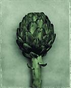 Artichoke