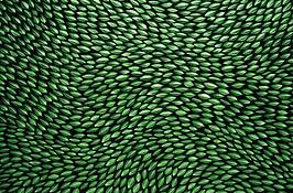 Buxus_leaves