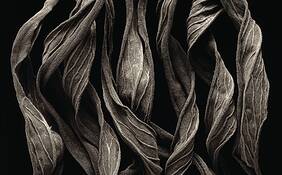 Echium_no__1__australia