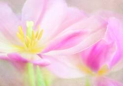 Pink_tulips