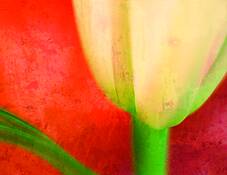 Tulip