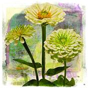 White_zinnia