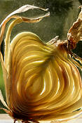 Onion