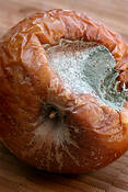 Spoiled_apple