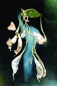 Trumpet_blossom