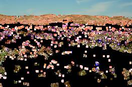 Sea_of_poppies