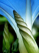 Morning_glory