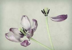 Bouquet__detail