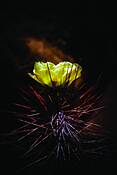 Beauty_and_needles