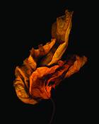 Leaf__3